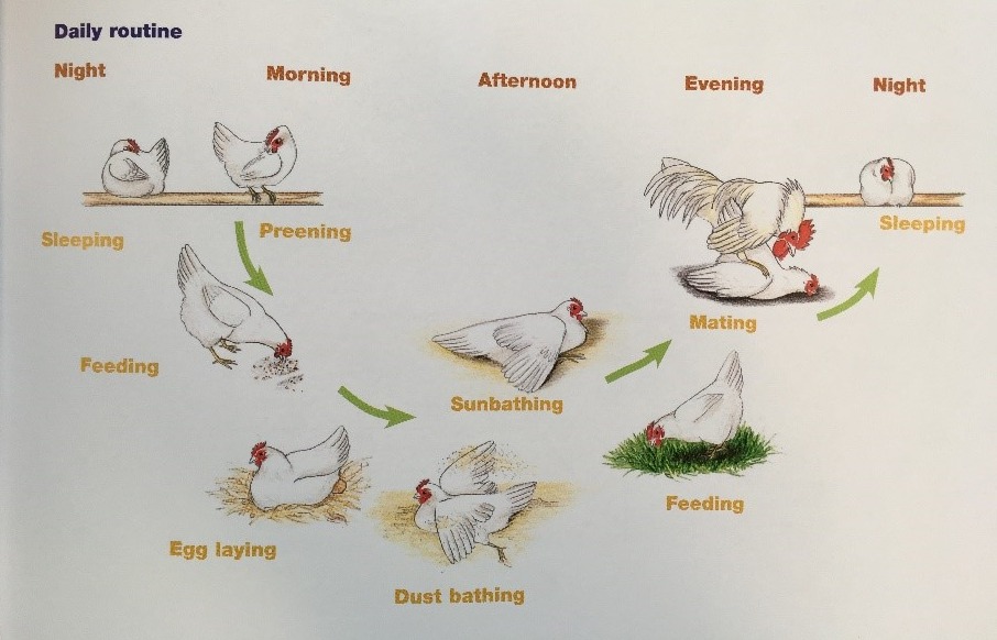 cage free