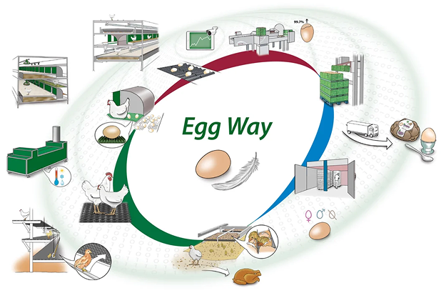 Eggway-image