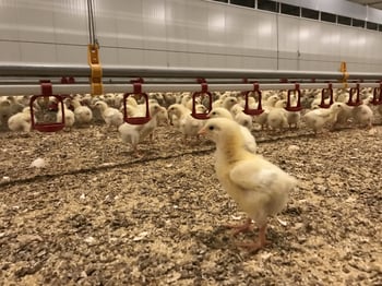 Broilers nomination