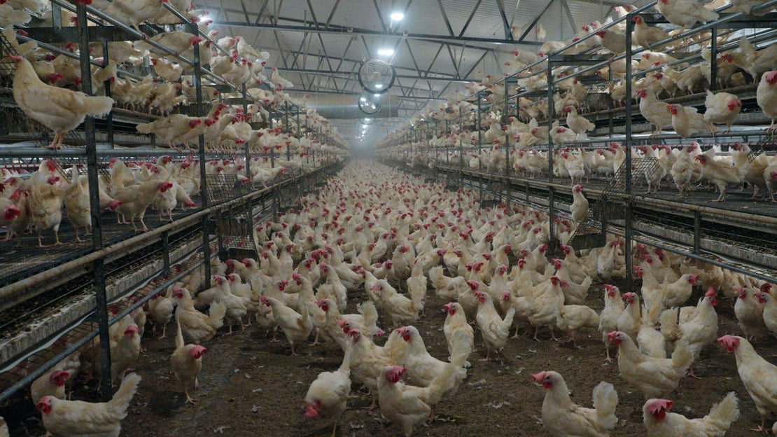 Juction Farm USA clear.00_00_20_02.Still001