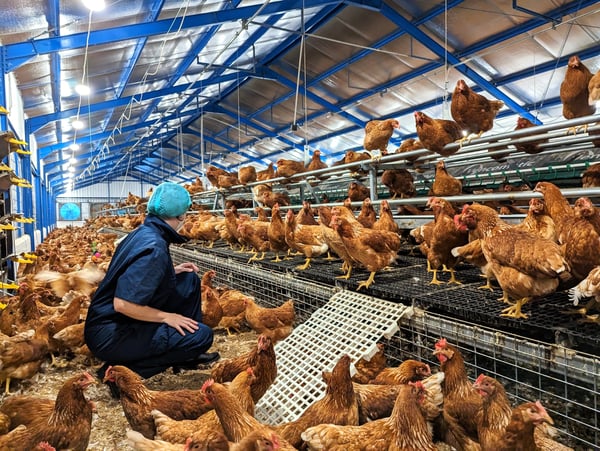 Cage-free Innovation and Welfare hub Indonesia 