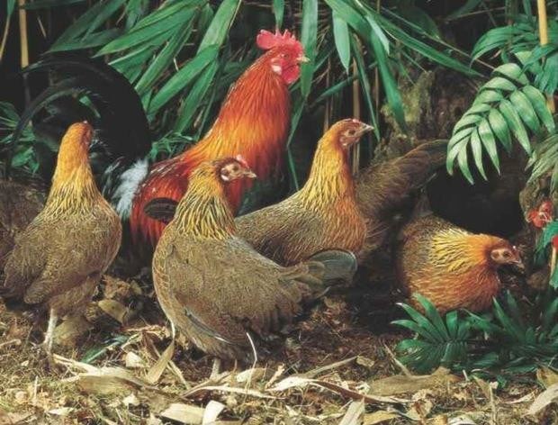 Red jungle fowl family 1