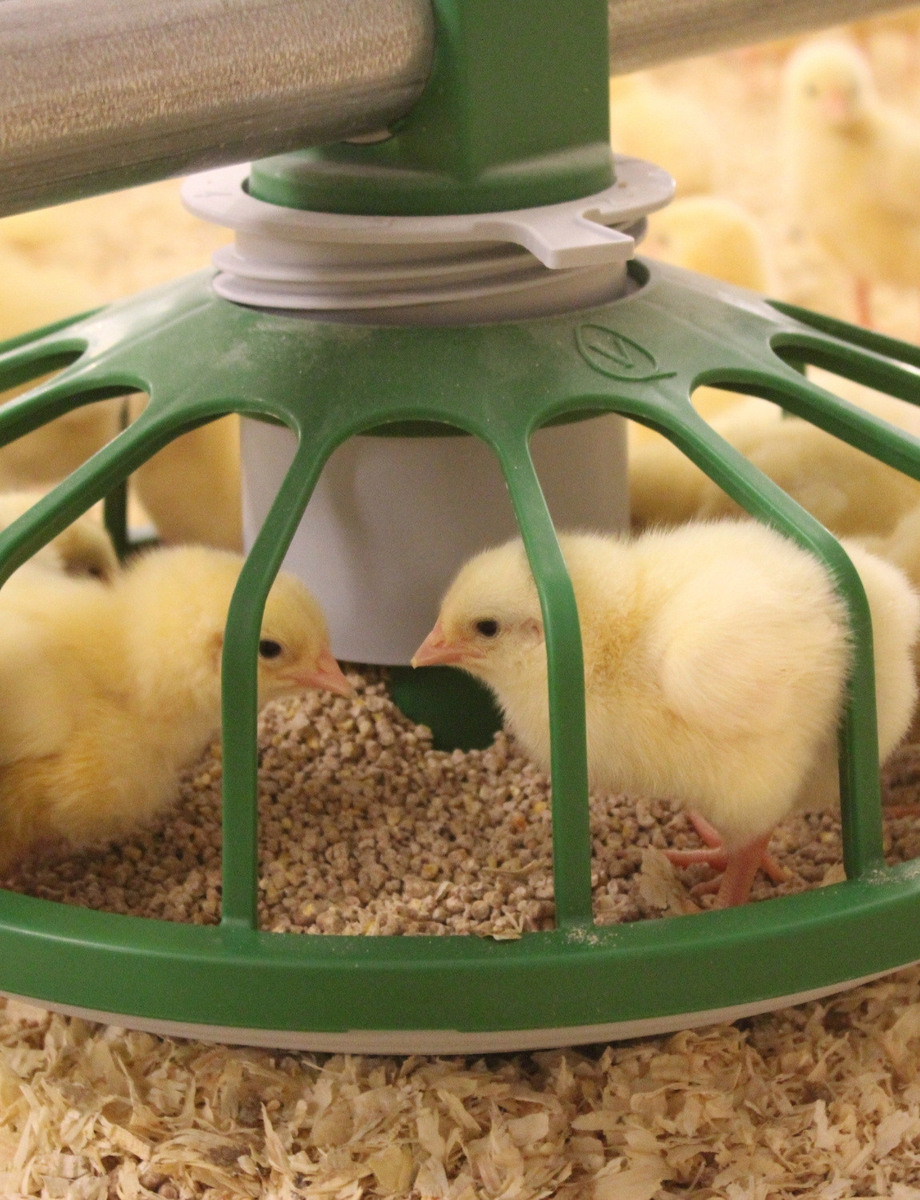 Broilers - Vencomatic Group