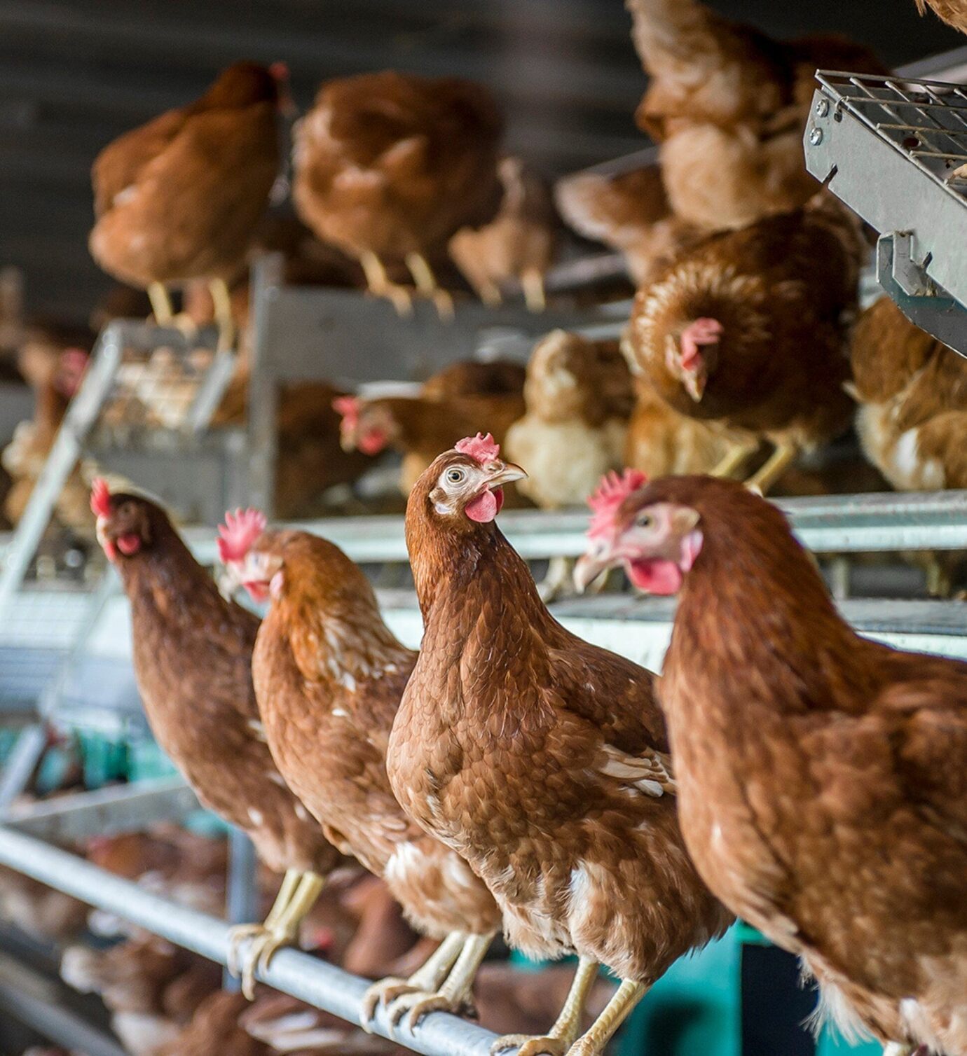 Considering cage free?