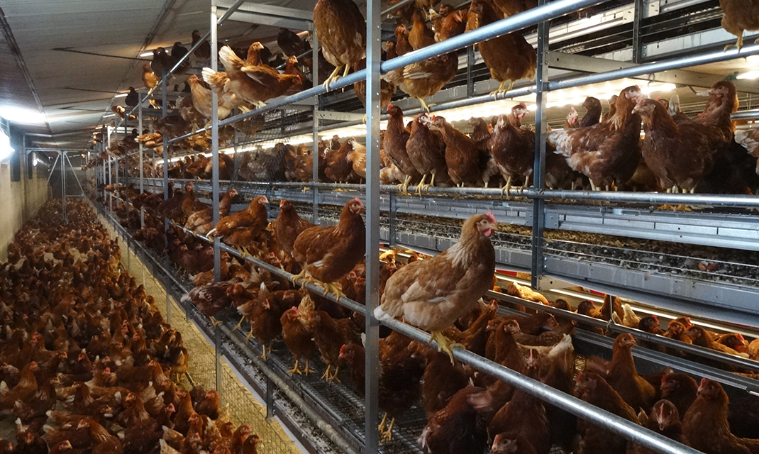 Solutions de poulailler pour les poules pondeuses - Vencomatic Group