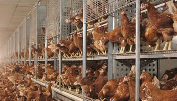 Flocks in focus: Automated video analysis of spatial behavior for stress detection in aviary-housed laying hens