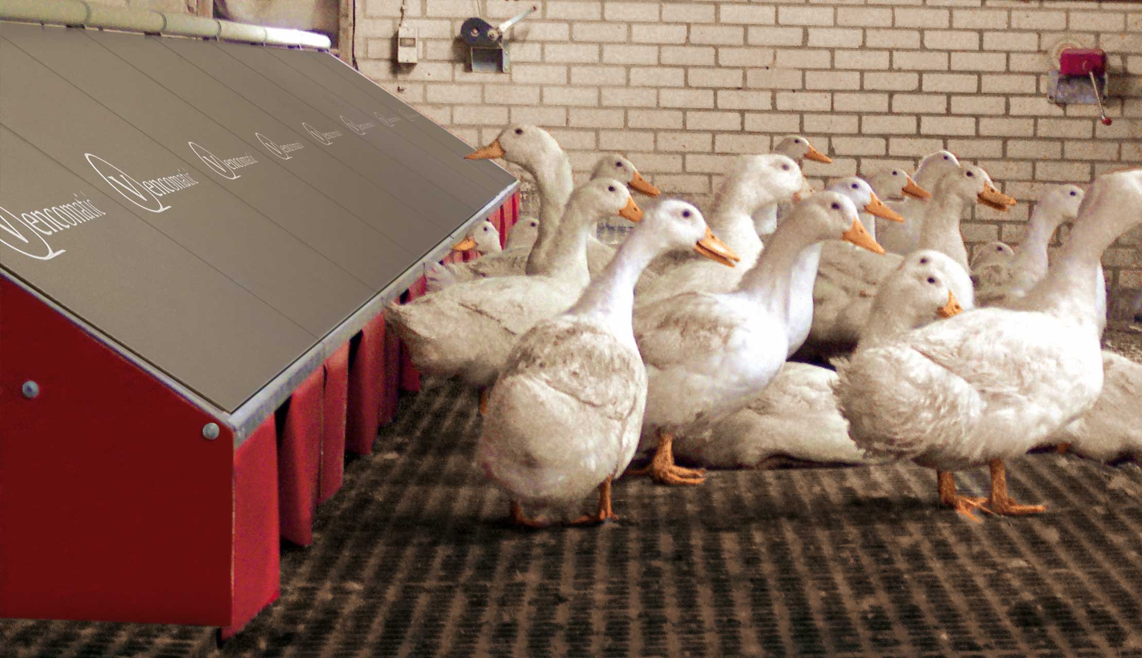 Муларды в птичнике. Содержание уток гусей. Гусятник на 100 гусей. Содержание уток гусей. Птицеводство гуси.