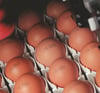 Egg-coding-Ovoprint-(2)