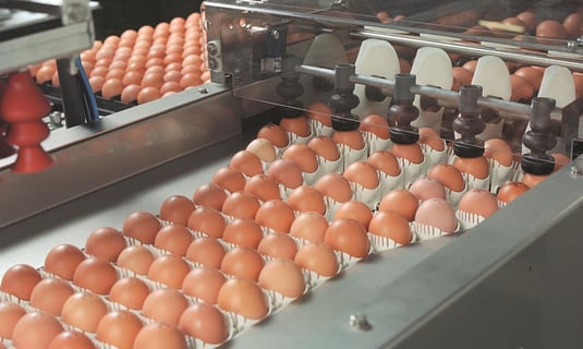 Egg coders