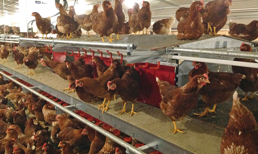 Solutions de poulailler pour les poules pondeuses - Vencomatic Group