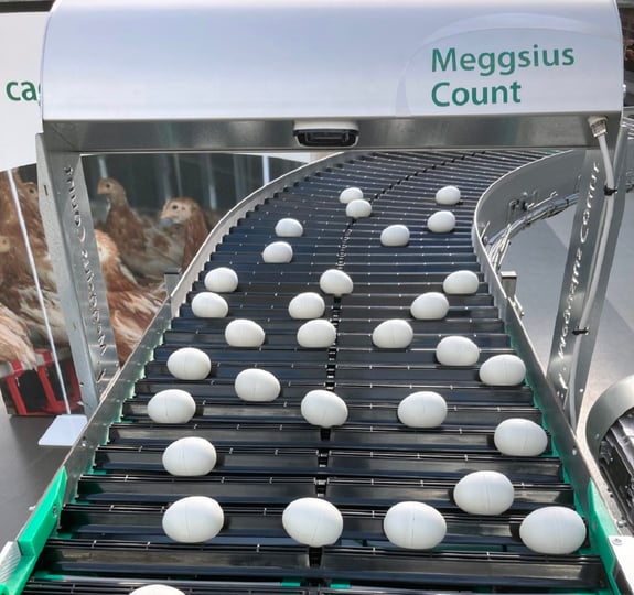 Meggsius-Count-(2)