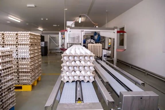 Meggsius Select Hatchery eggs