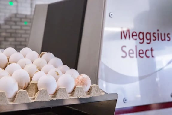 Meggsius Select Hatchery
