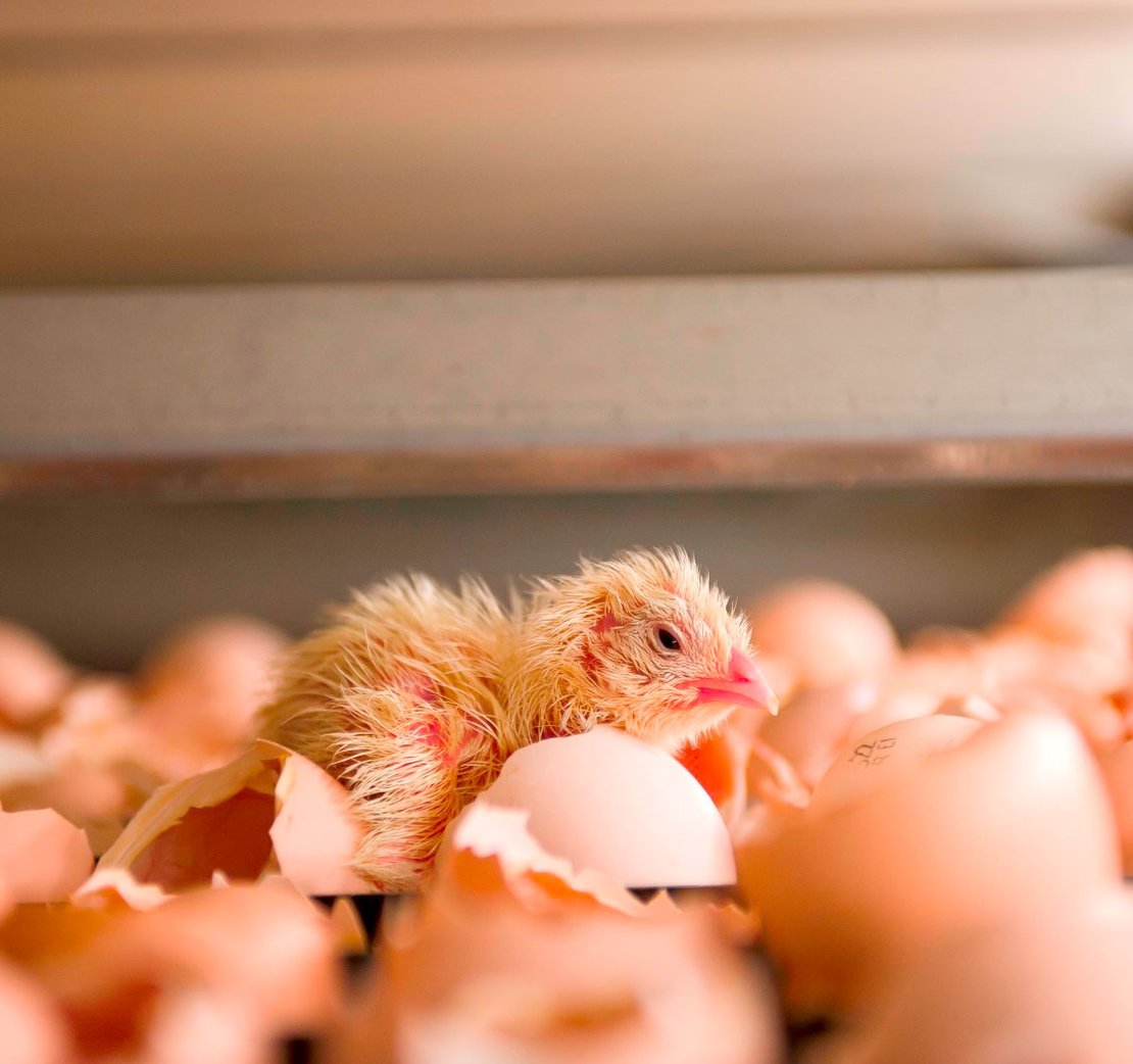 on-farm hatching