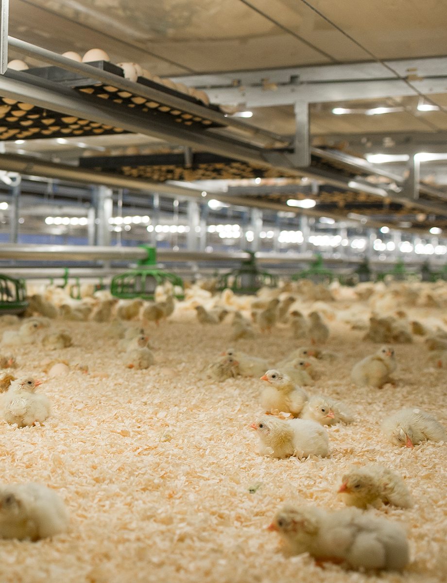 Comment les poules communiquent-elles ?