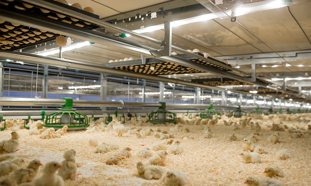 big chicken farm broiler chickens