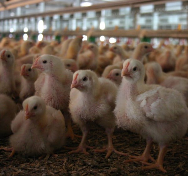 Hatching System affects Broiler Chick Behavior