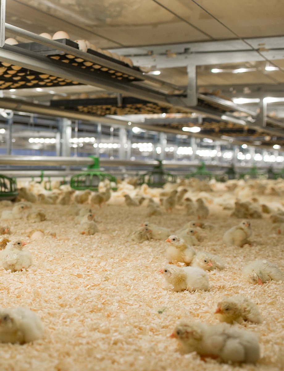 éclosion à la ferme
