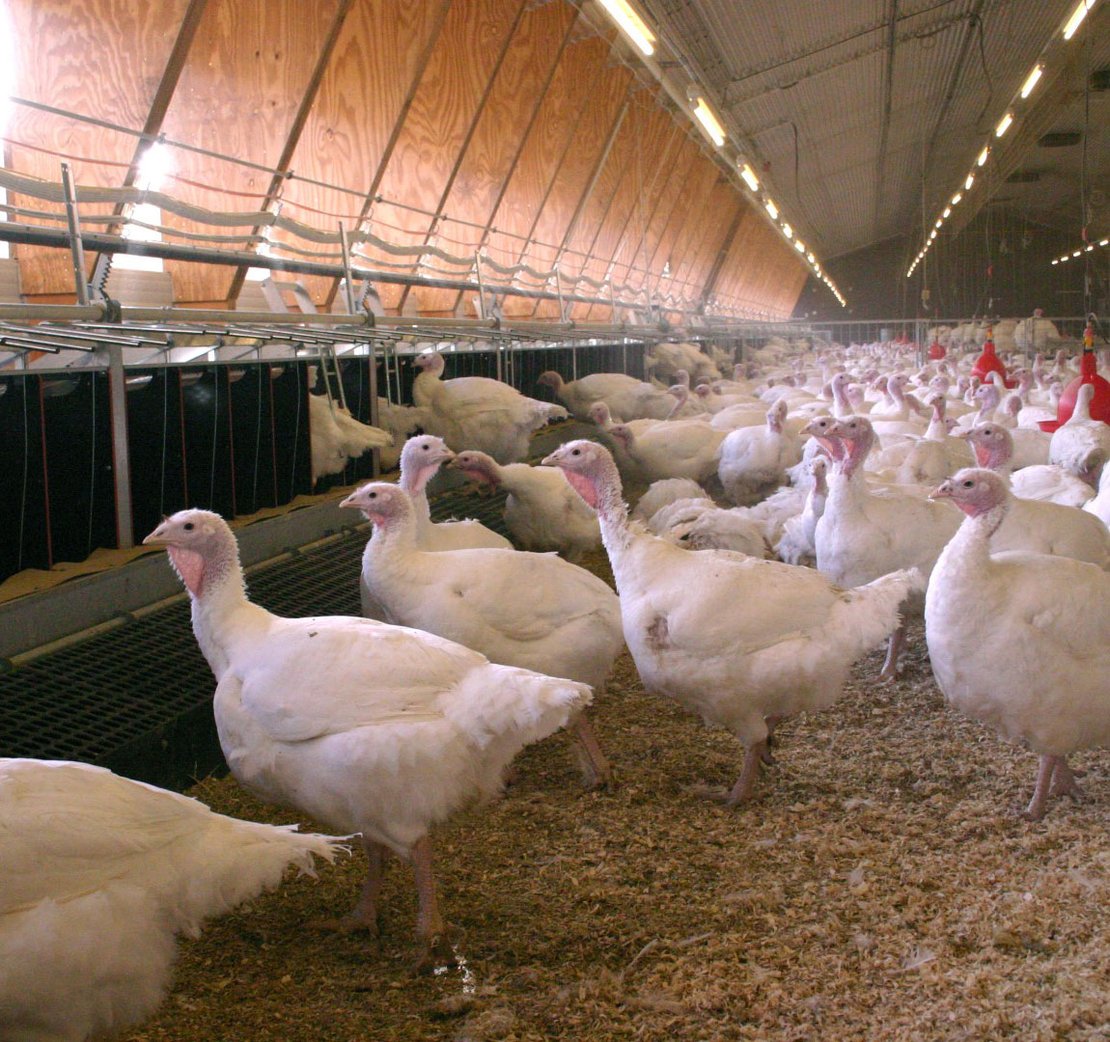 Is turkey breeding profitable