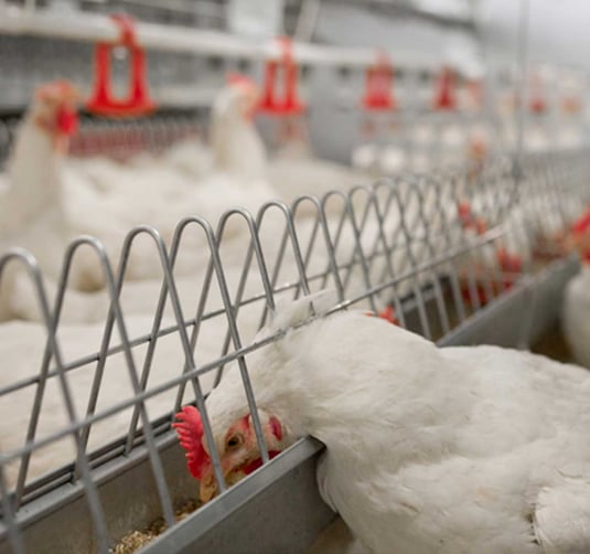 Feeding Systems