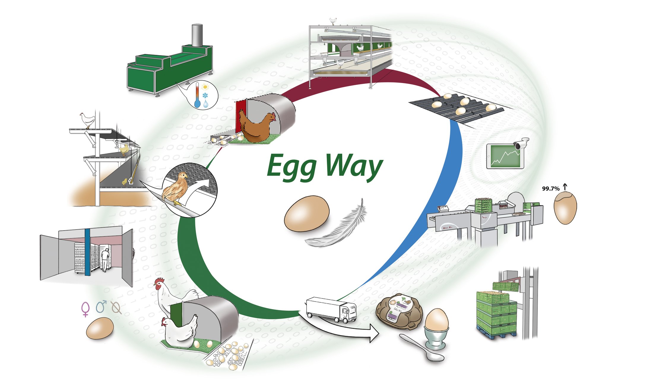 Egg-Way-Egg-production