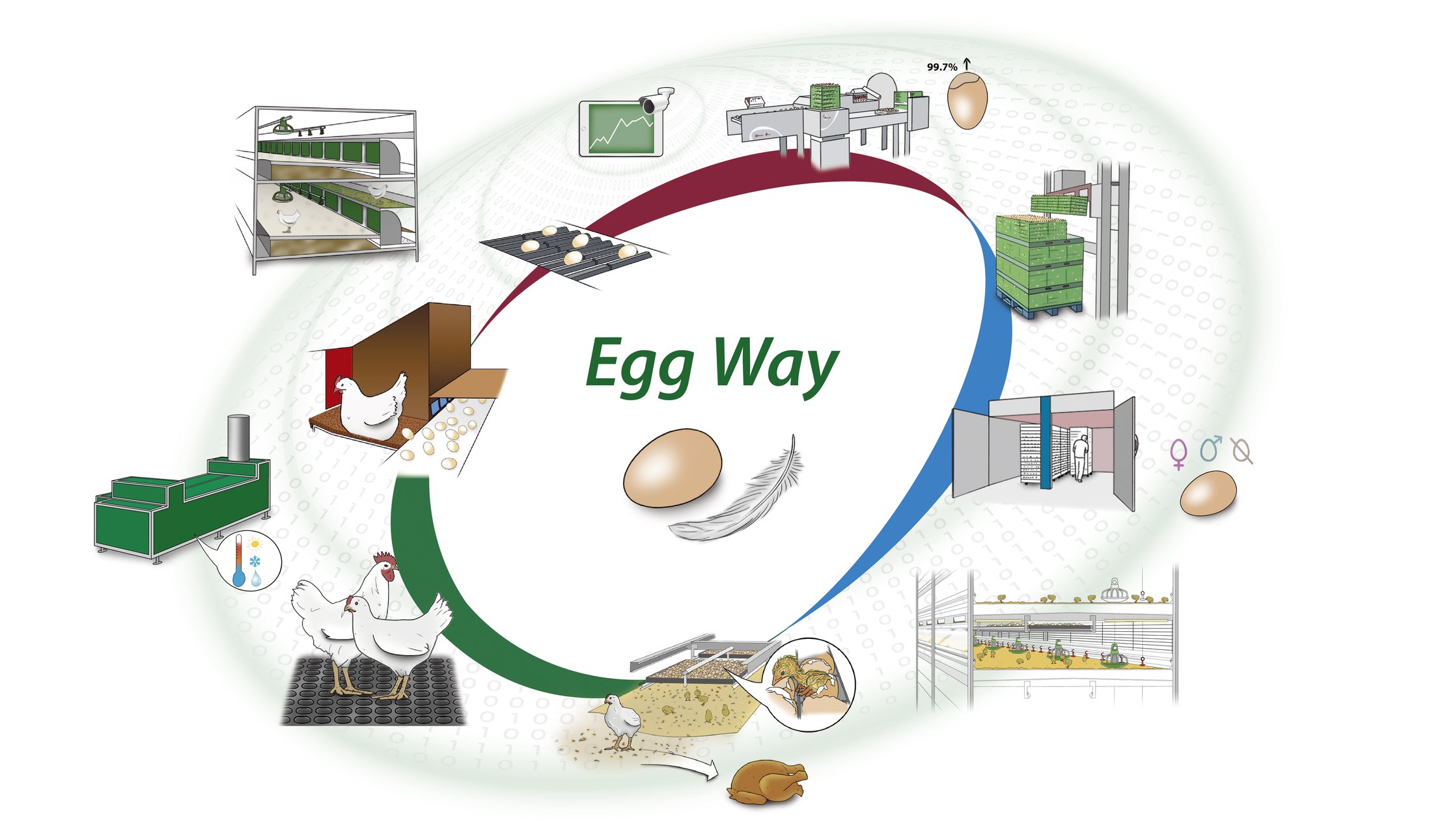 Egg-Way-Poultry-production