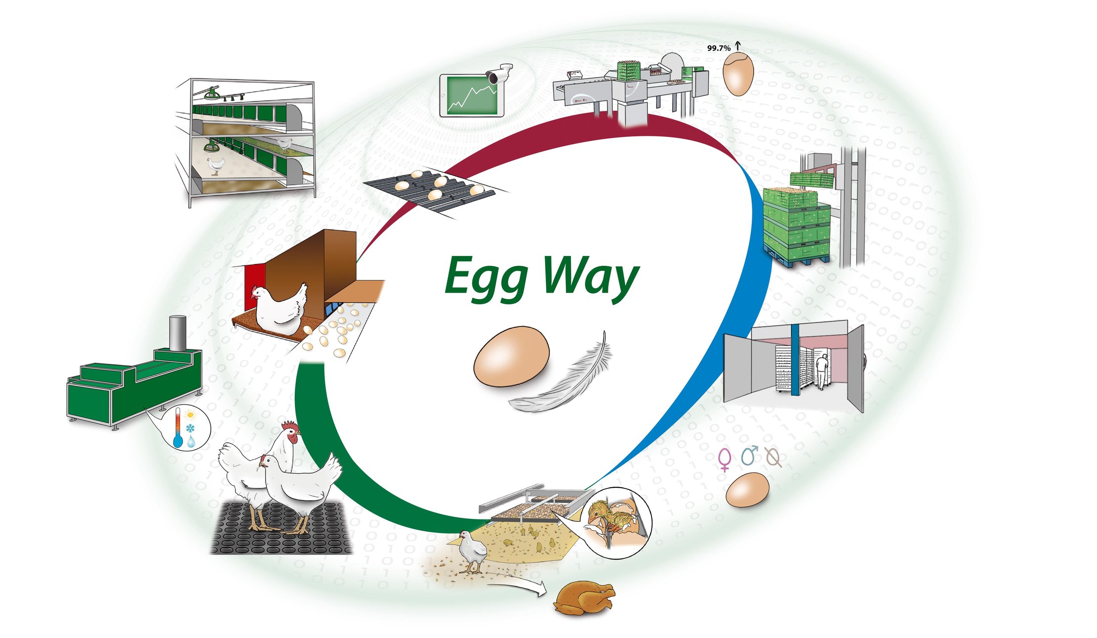 Egg-Way-Poultry-production