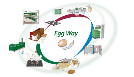 https://8054032.fs1.hubspotusercontent-eu1.net/hubfs/8054032/Website/06%20Why/Egg-Way-Poultry-production.jpg