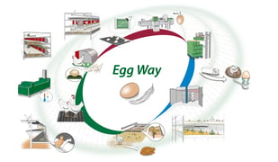 Egg-Way