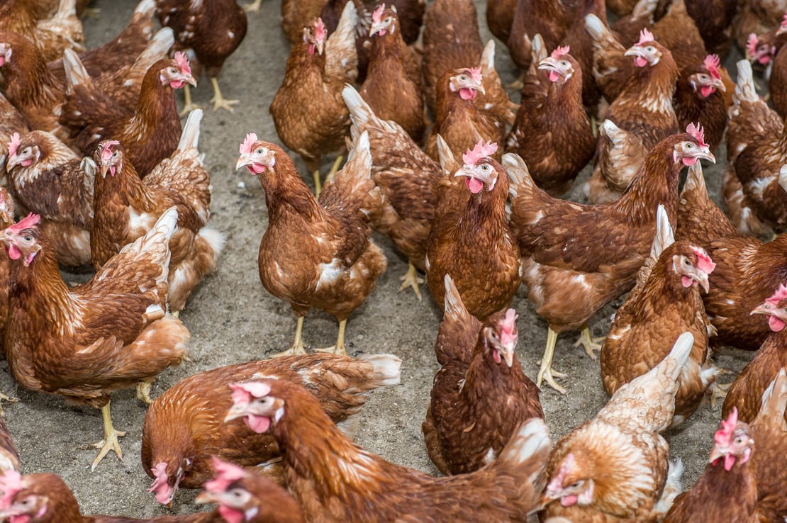 Intercambiador calor reducir humedad gallinas ponedoras