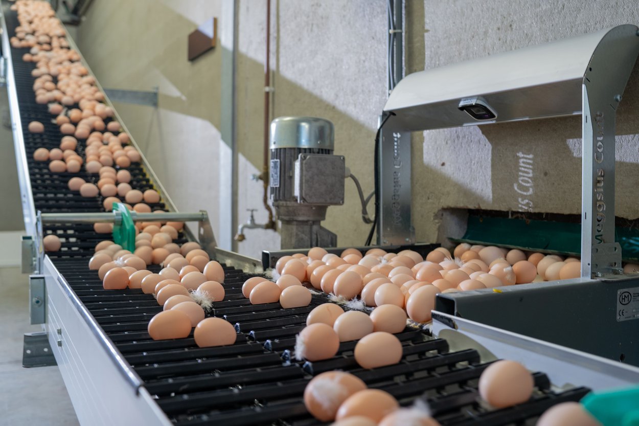 Ambitious young poultry farmer puts maximum effort into modernisation