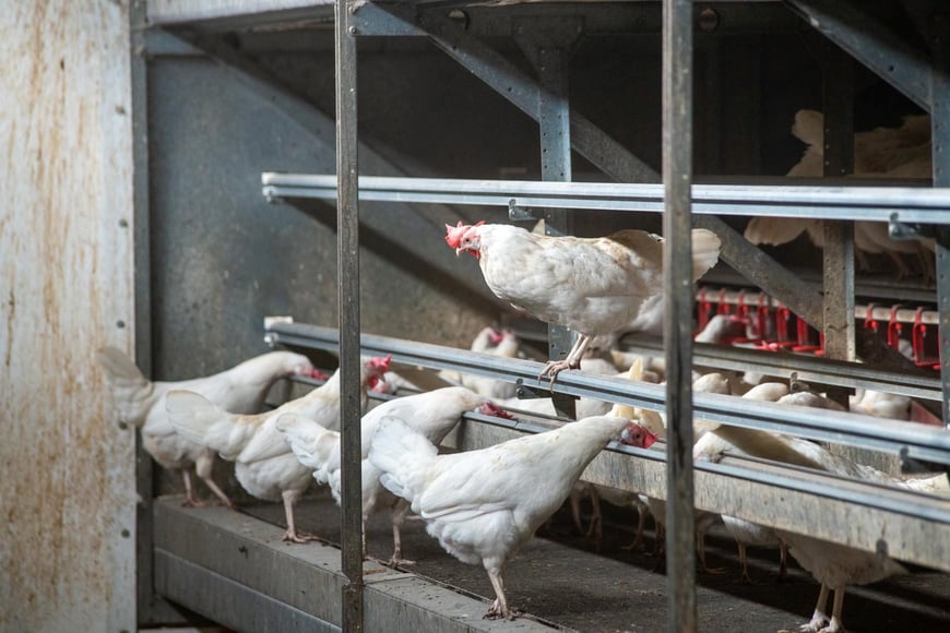 Q-Perch Vencomatic Group (5)