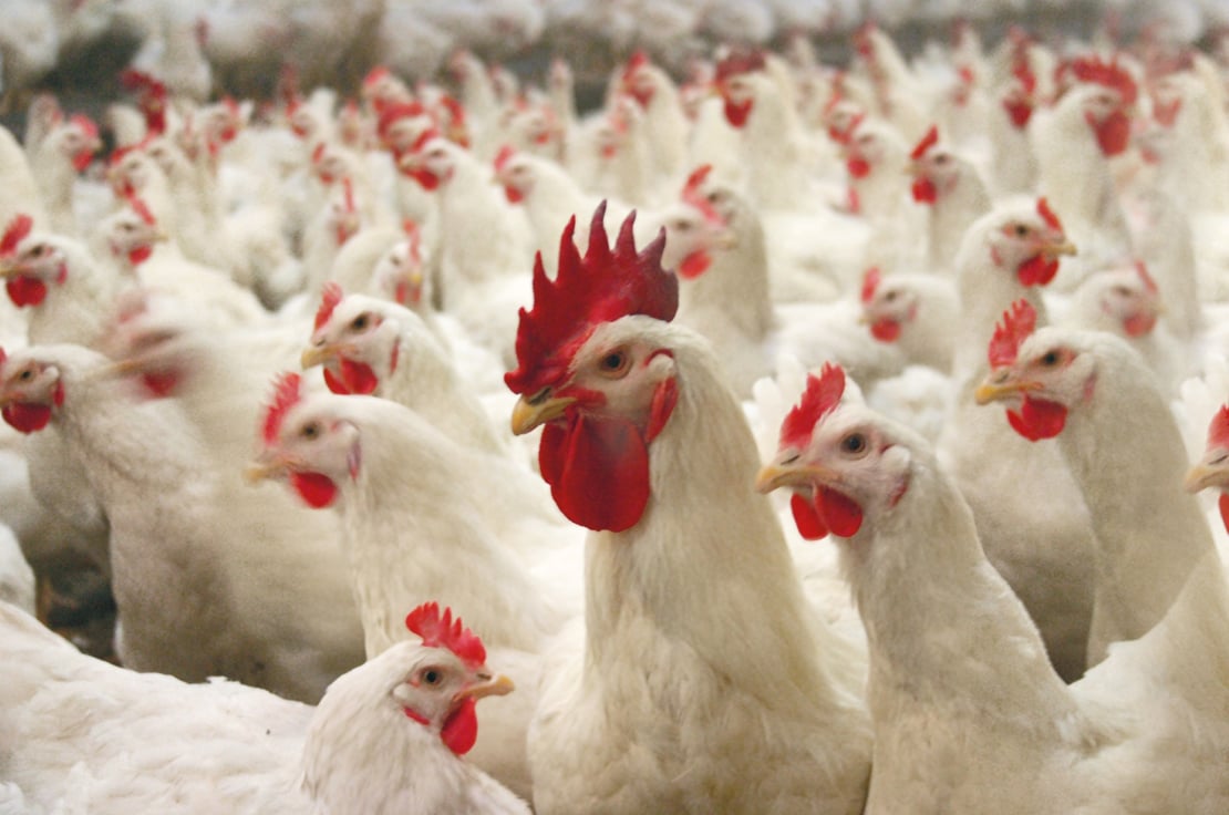 Cómo tener un buen manejo de los gallos al criar de pollos de engorde?