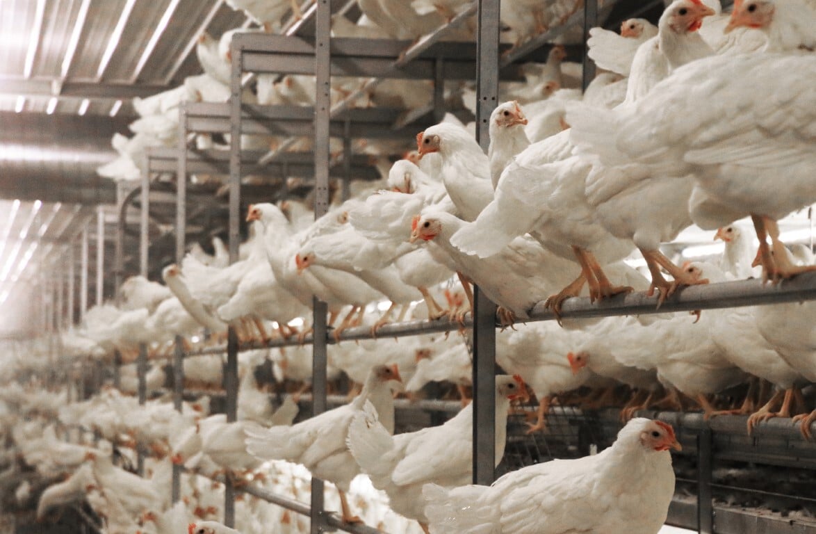 cage free aviary farming