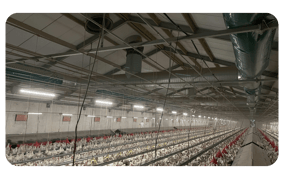 Greenfarm