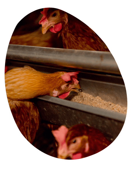 Save feed whitepaper vencomatic group