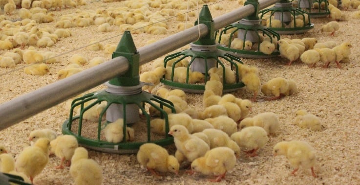 Are you looking for ways to lower the mortality of your broilers?