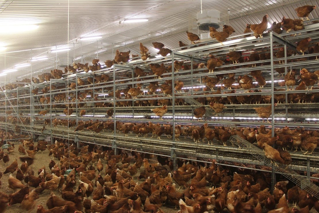 Switching to cage free poultry farming: history and welfare