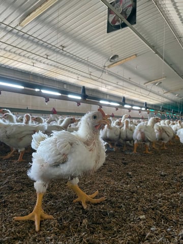 granja pollos encorge - intercambiador de calor