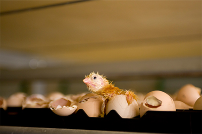 Timeline 2006 Introduction on-farm hatching