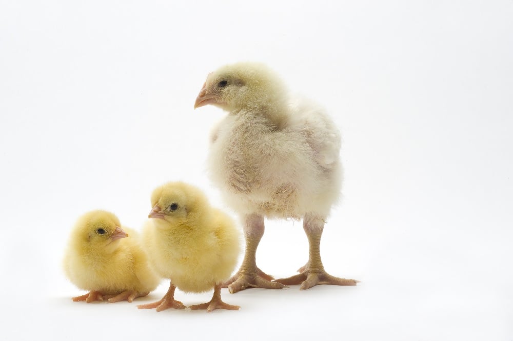 5 factores para mejorar el crecimiento de los pollos de engorde